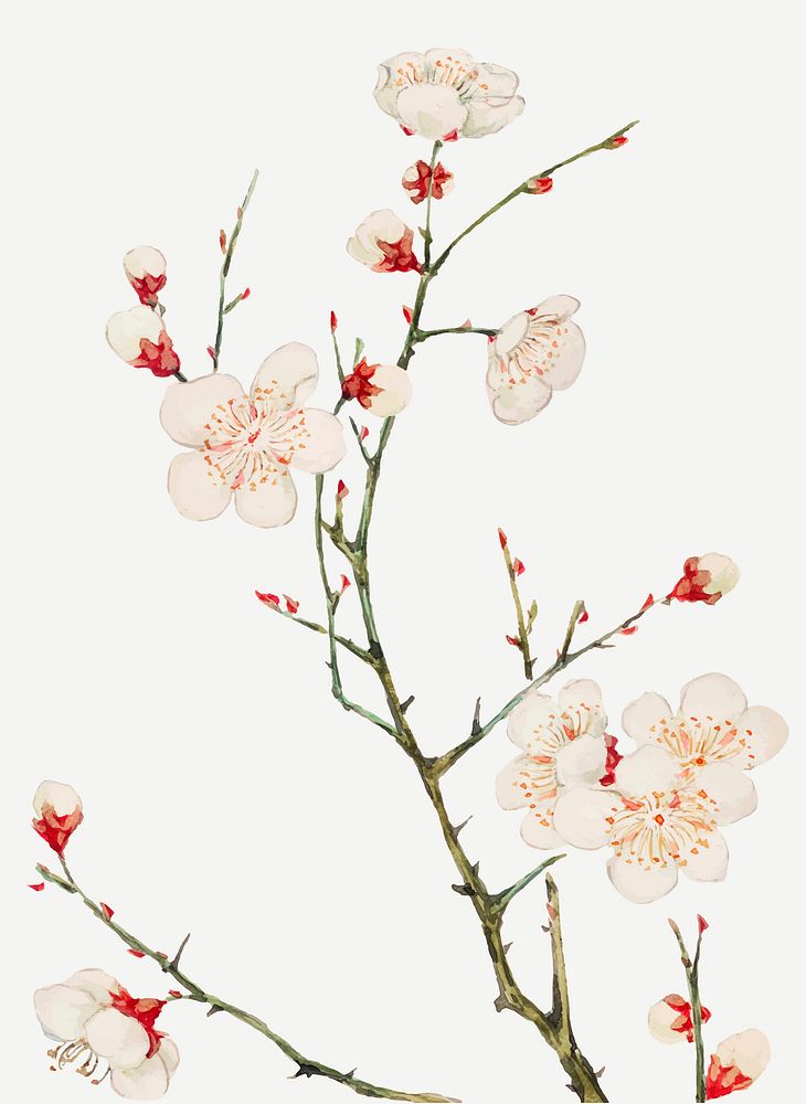 Vintage Japanese plum blossom vector art print, remix from artworks by Megata Morikaga