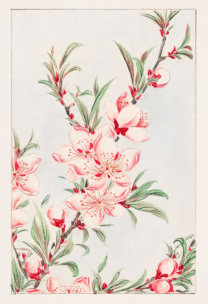 Peach tree branches with leaves and blossoms during 1870&ndash;1880 by Megata Morikaga. Original from Library of Congress.…