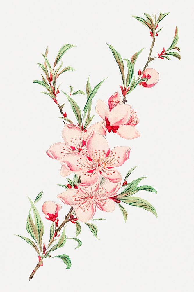 Vintage Japanese peach blossoms psd art print, remix from artworks by Megata Morikaga