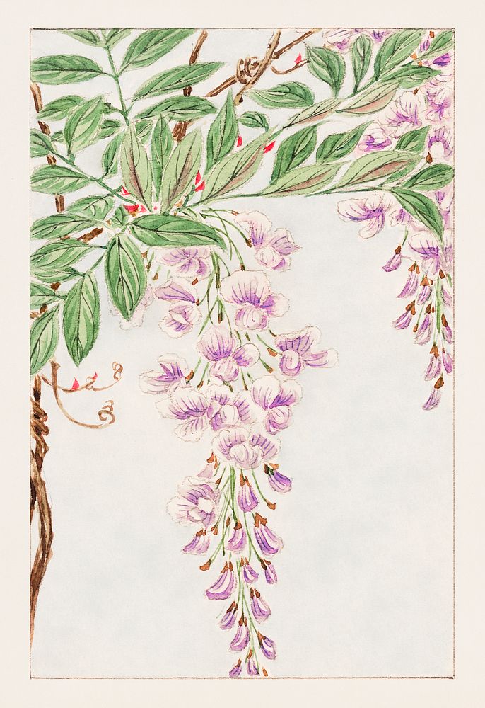 Wisteria vine with leaves and blossoms during 1870–1880 by Megata Morikaga. Original from Library of Congress. Digitally…