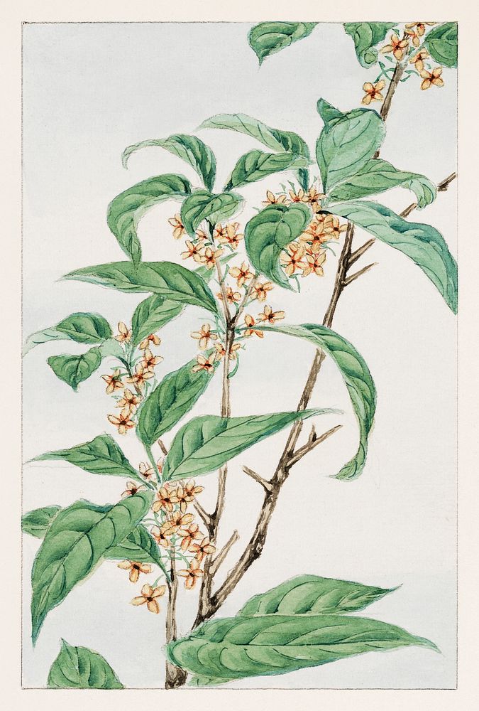 Stem with leaves and small flowers during 1870&ndash;1880 by Megata Morikaga. Original from Library of Congress. Digitally…