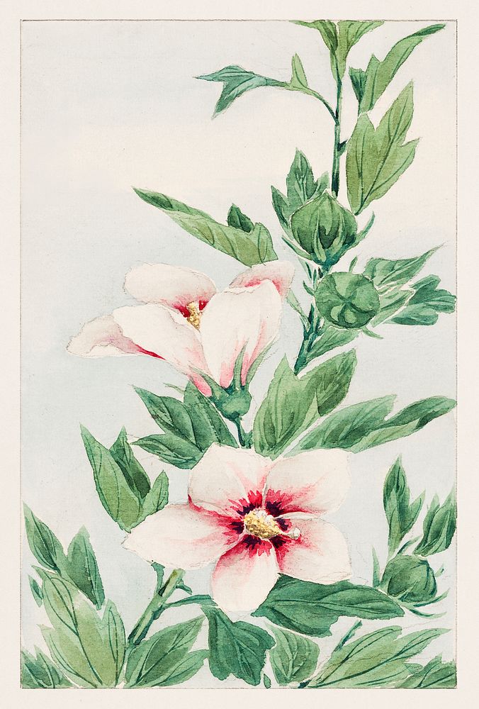 Hibiscus plant during 1870&ndash;1880 by Megata Morikaga. Original from Library of Congress. Digitally enhanced by rawpixel.