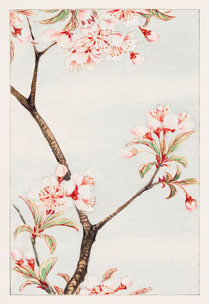 Sakura cherry during 1870&ndash;1880 by Megata Morikaga. Original from Library of Congress. Digitally enhanced by rawpixel.