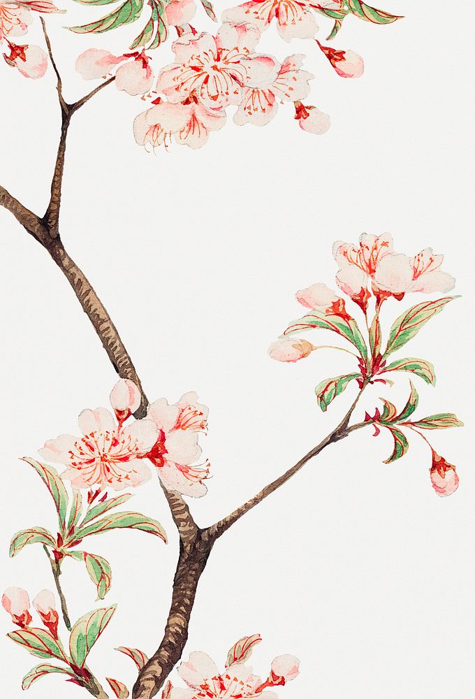 Vintage Japanese cherry blossoms art print, remix from artworks by Megata Morikaga