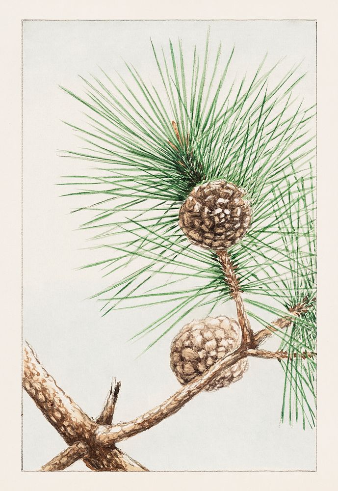 Matsu pine during 1870&ndash;1880 by Megata Morikaga. Original from Library of Congress. Digitally enhanced by rawpixel.