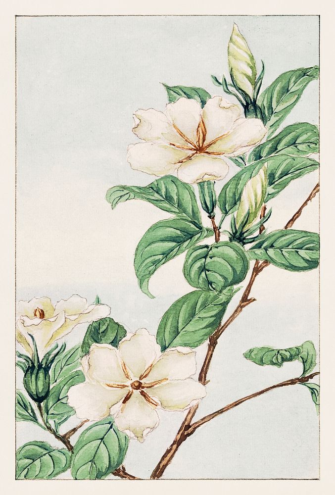 Kuchi nashi (cape jasmine) during 1870&ndash;1880 by Megata Morikaga. Original from Library of Congress. Digitally enhanced…