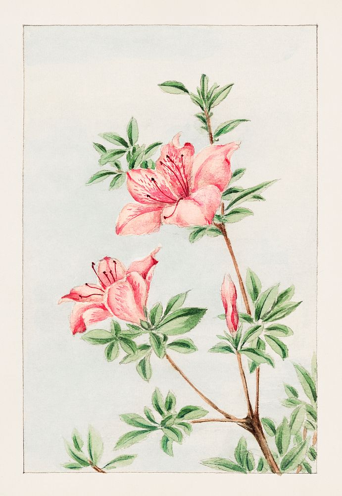 Tsutsuji rhododendron Judicum (azalea) during 1870&ndash;1880 by Megata Morikaga. Original from Library of Congress.…