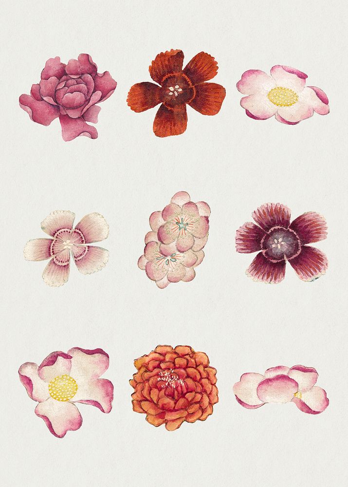 Chinese pink flower psd set, remix from artworks by Zhang Ruoai