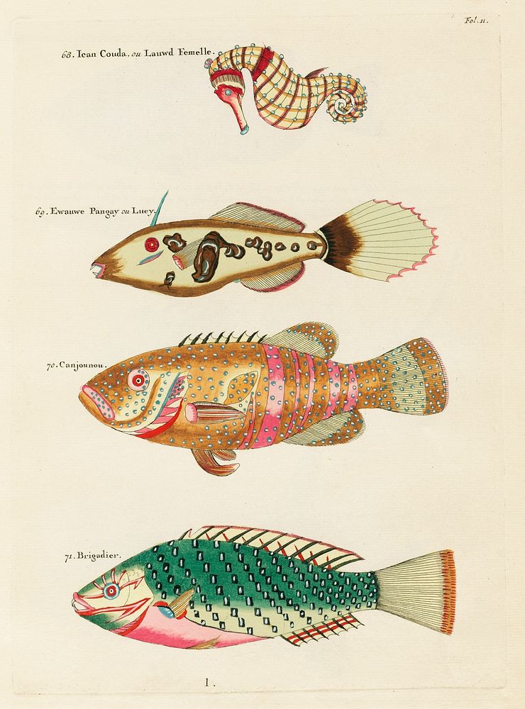 Colourful and surreal illustrations of fishes and sea horse found in Moluccas (Indonesia) and the East Indies by Louis…