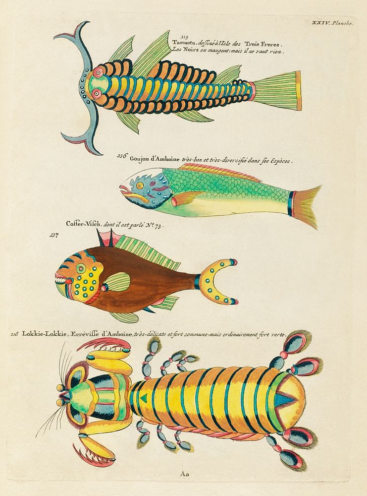 Colourful and surreal illustrations of fishes and other marine life found in Moluccas (Indonesia) and the East Indies by…