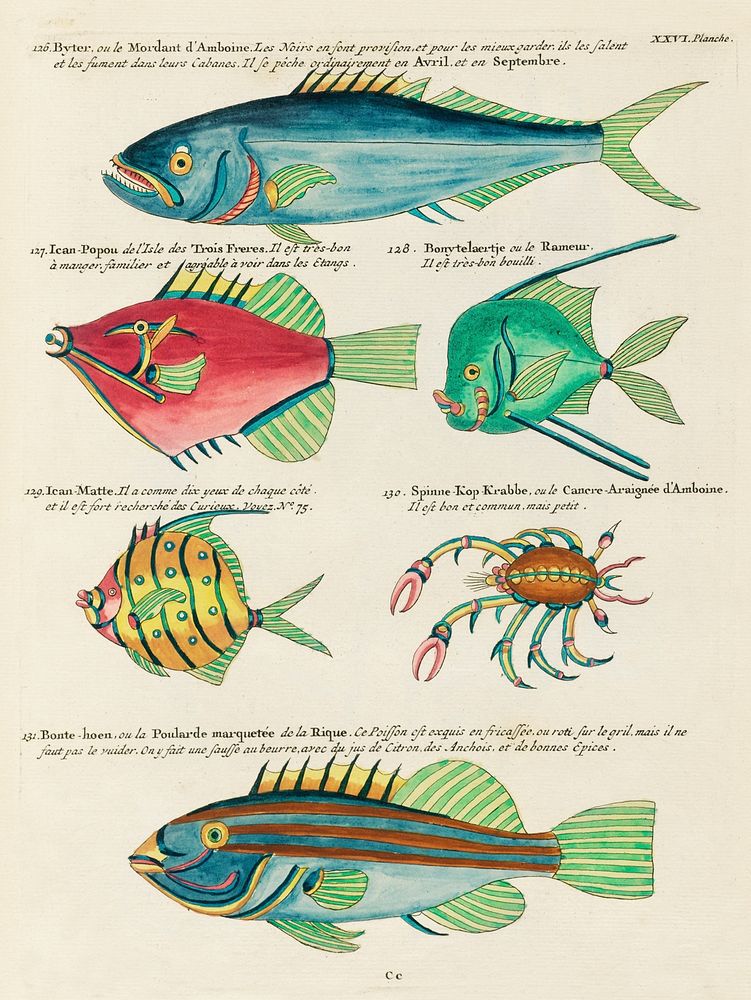 Colourful and surreal illustrations of fishes and crab found in Moluccas (Indonesia) and the East Indies by Louis Renard…