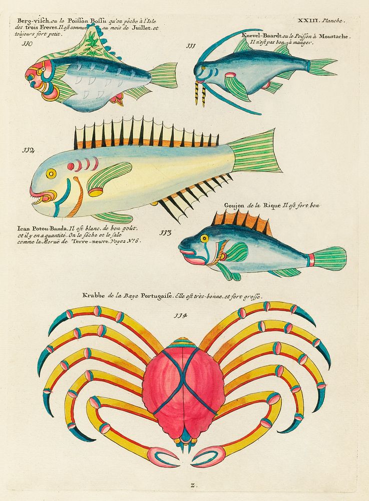 Colourful and surreal illustrations of fishes and crab found in the Indian and Pacific Oceans by Louis Renard (1678 -1746)…
