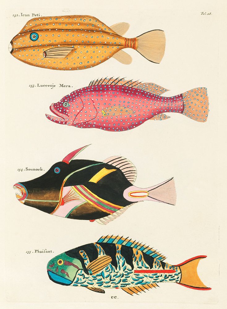 Colourful and surreal illustrations of fishes found in Moluccas (Indonesia) and the East Indies by Louis Renard (1678 -1746)…