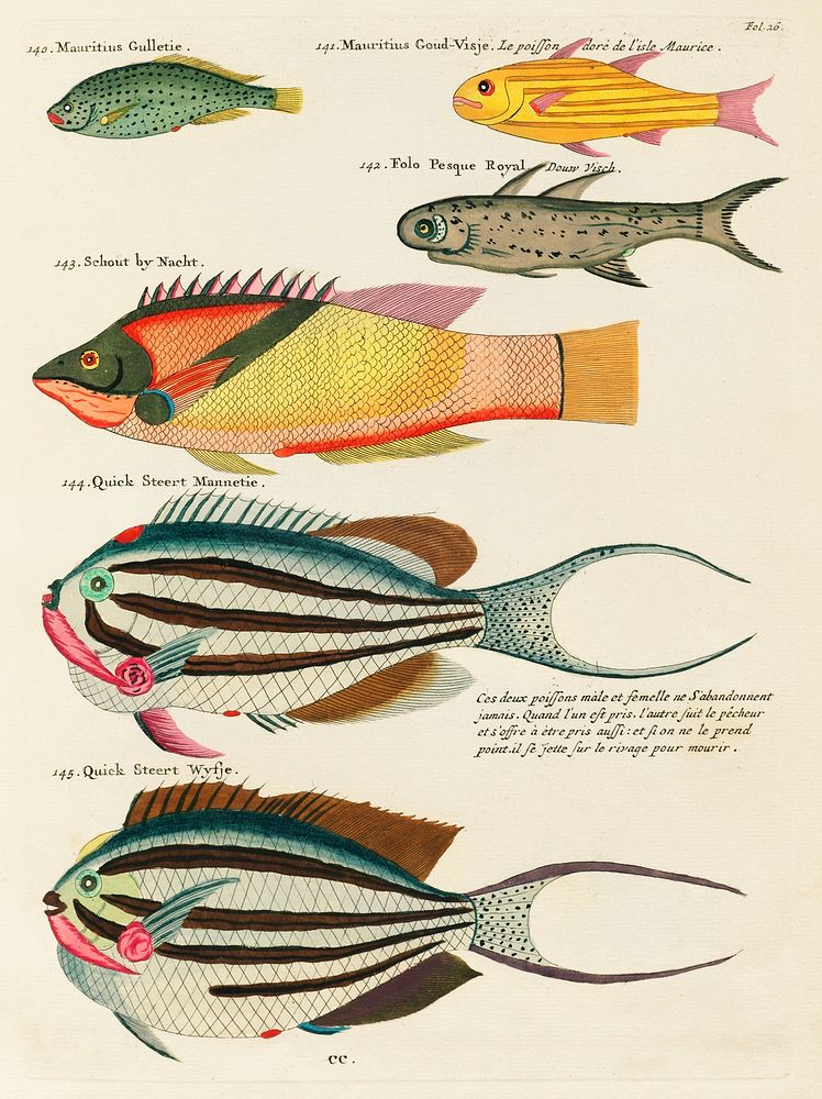 Colourful and surreal illustrations of fishes found in Moluccas (Indonesia) and the East Indies by Louis Renard (1678 -1746)…