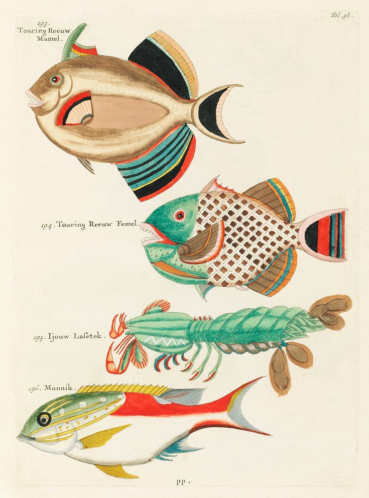 Colourful and surreal illustrations of fishes and lobster found in Moluccas (Indonesia) and the East Indies by Louis Renard…