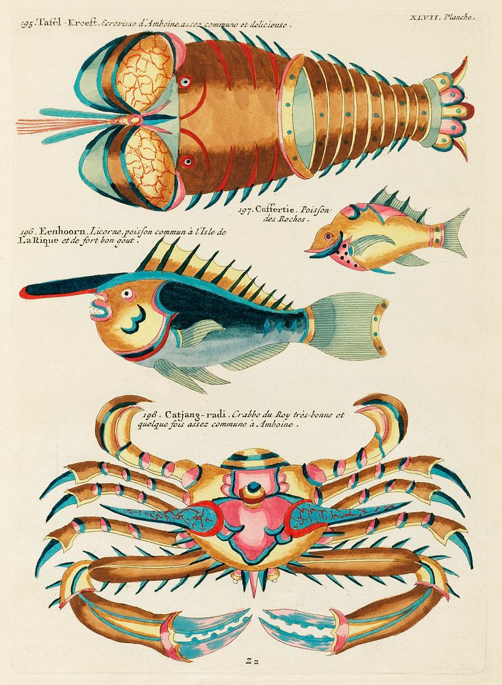 Colourful and surreal illustrations of fishes, lobster and crab found in the Indian and Pacific Oceans by Louis Renard (1678…