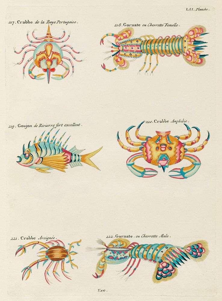 Colourful and surreal illustrations of crabs and lobster found in Moluccas (Indonesia) and the East Indies by Louis Renard…