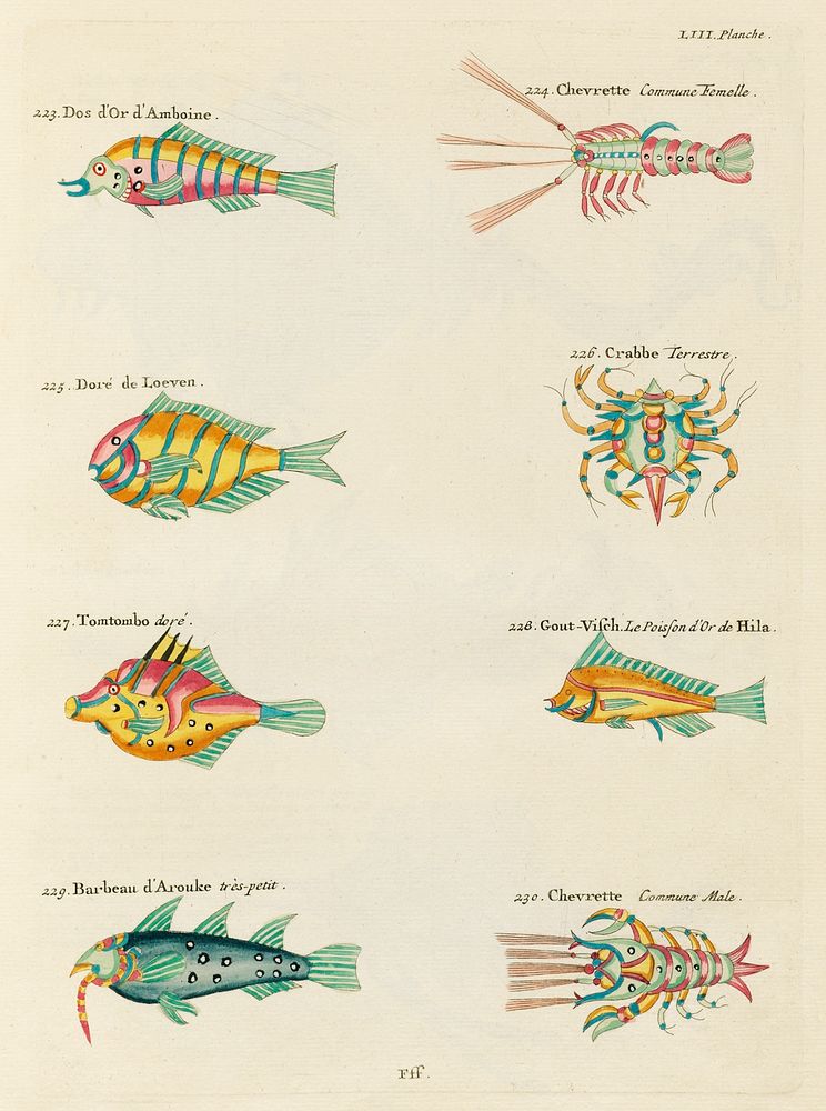 Colourful and surreal illustrations of fishes, lobsters and crab found in Moluccas (Indonesia) and the East Indies by Louis…