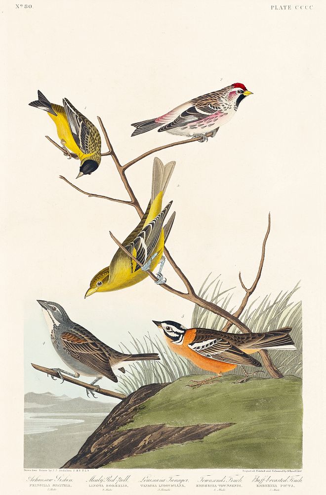 Arkansaw Siskin, Mealy Red-poll, Louisiana Tanager, Townsend's Bunting and Buff-breasted Finch from Birds of America (1827)…
