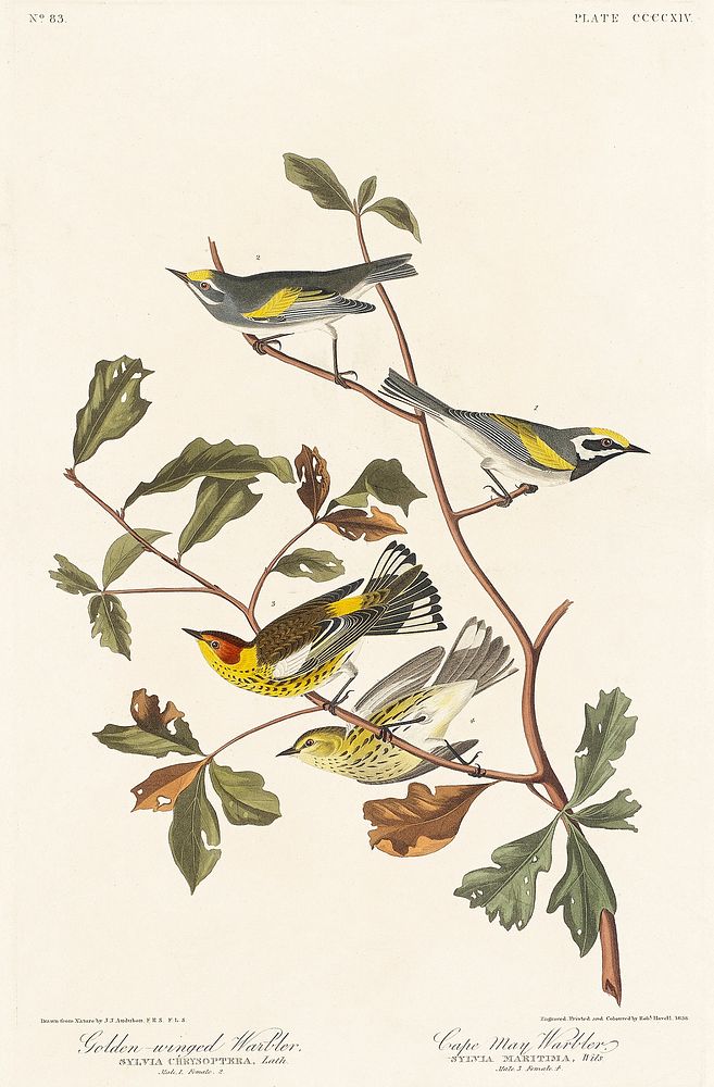 Golden-winged Warbler and Cape May Warbler from Birds of America (1827) by John James Audubon (1785 - 1851), etched by…