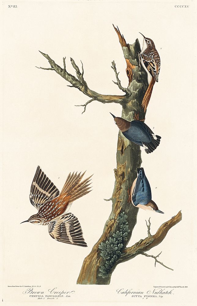 Brown Creeper and Californian Nuthatch from Birds of America (1827) by John James Audubon (1785 - 1851), etched by Robert…