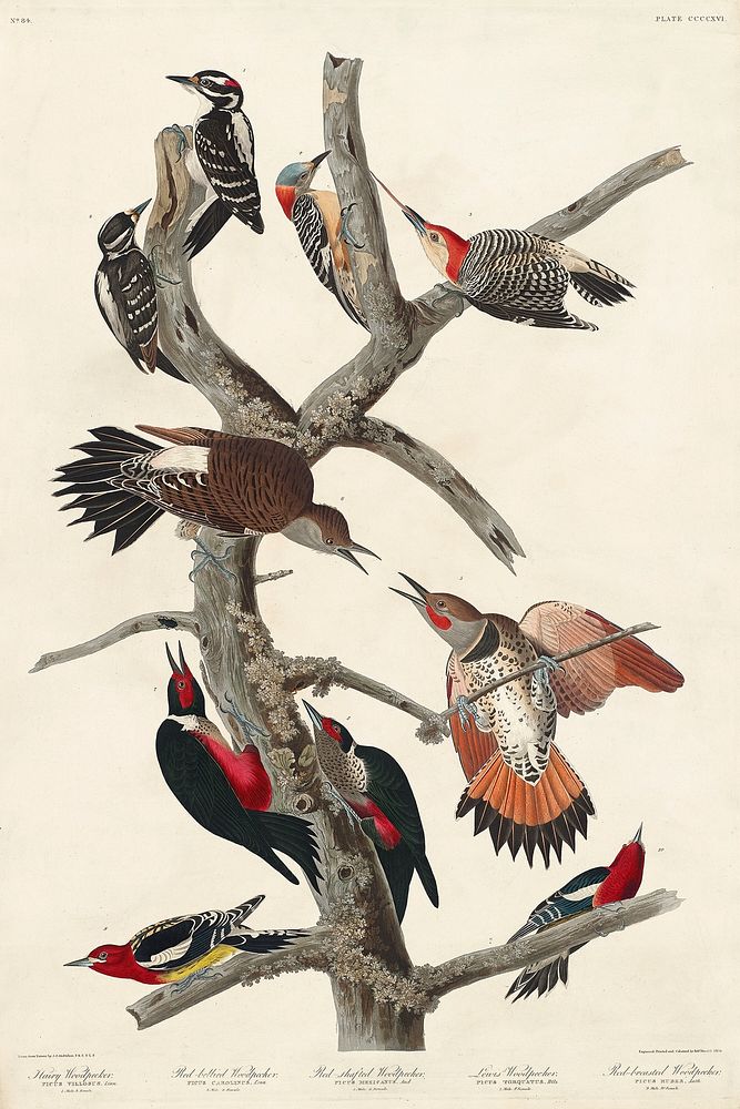 Hairy Woodpecker, Red-bellied Woodpecker, Red-shafted Woodpecker, Lewis' Woodpecker and Red-breasted Woodpecker from Birds…