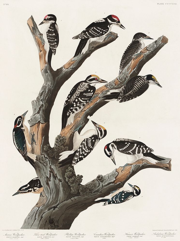 Maria's Woodpecker from Birds of America (1827) by John James Audubon (1785 - 1851 ), etched by Robert Havell (1793 - 1878).…