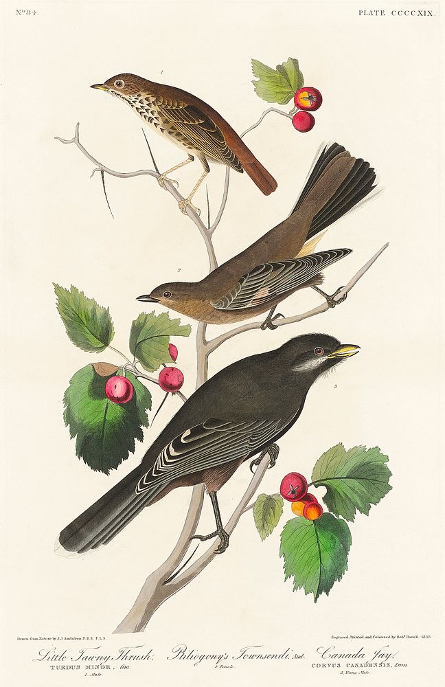 Little Tawny Thrush, Ptiliogony's Townsendi and Canada Jay from Birds of America (1827) by John James Audubon (1785 - 1851)…