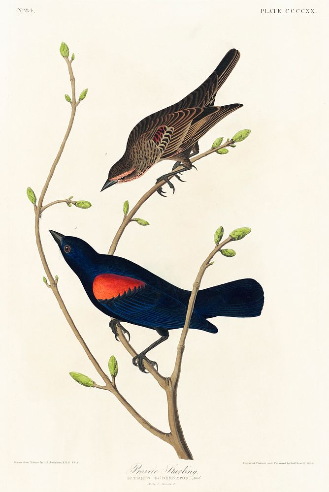 Prairie Starling from Birds of America (1827) by John James Audubon (1785 - 1851), etched by Robert Havell (1793 - 1878).…