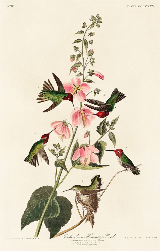 Columbian Humming Bird from Birds of America (1827) by John James Audubon (1785 - 1851), etched by Robert Havell (1793 -…