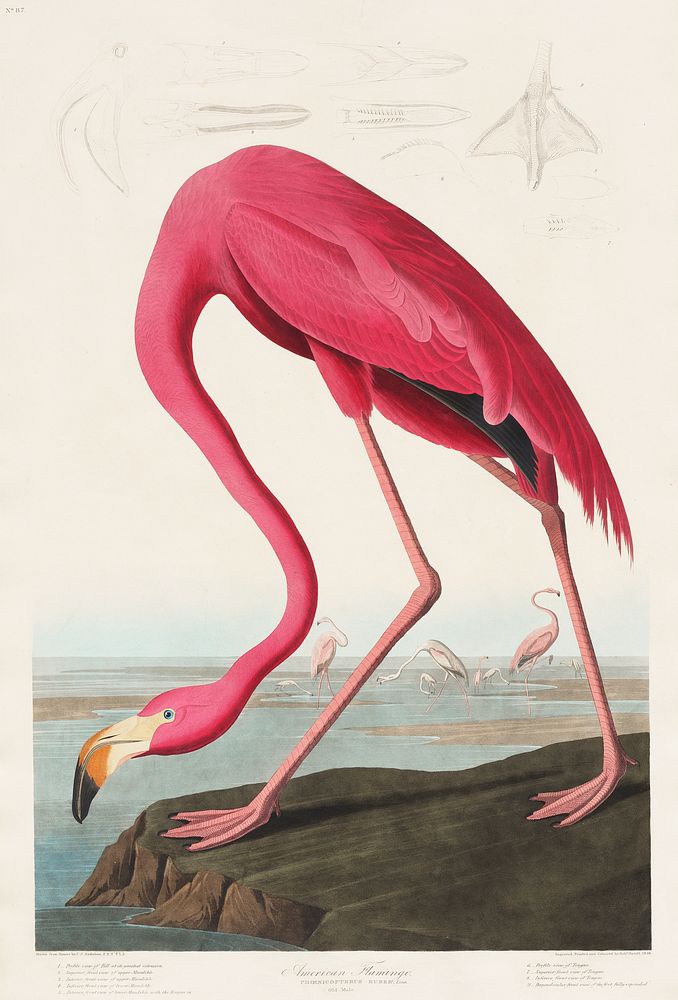 Pink Flamingo from Birds of America (1827) by John James Audubon (1785 - 1851 ), etched by Robert Havell (1793 - 1878).…