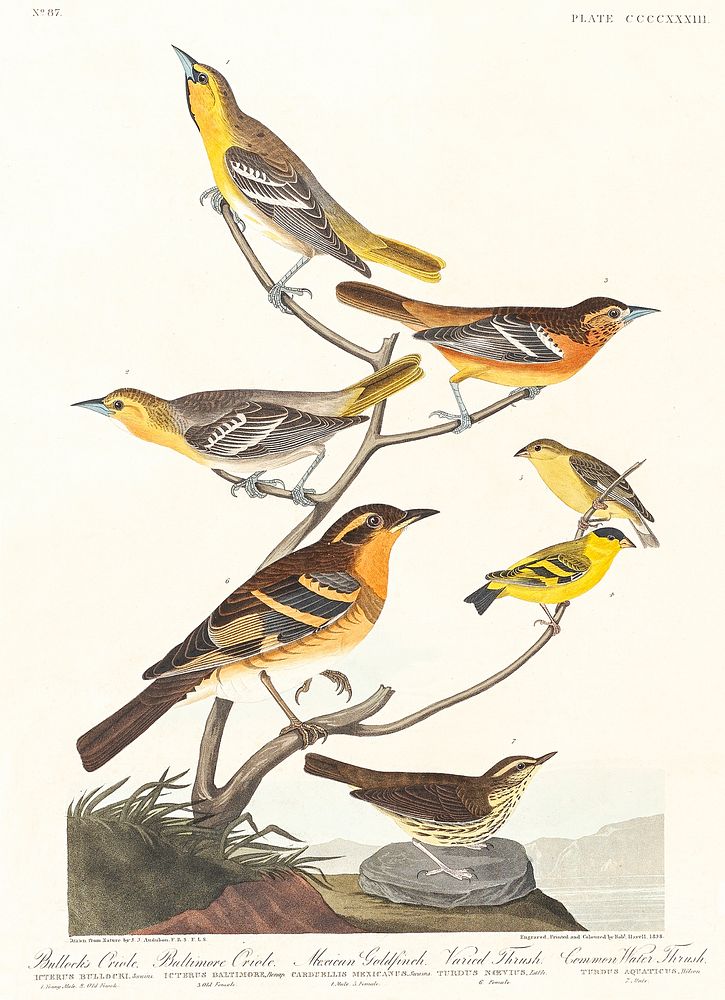 Bullock's Oriole, Baltimore Oriole, Mexican Goldfinch, Varied Thrush and Common Water Thrush from Birds of America (1827) by…