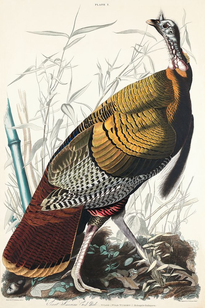 Wild Turkey or Great American Cock from Birds of America (1827) by John James Audubon, etched by William Home Lizars.…