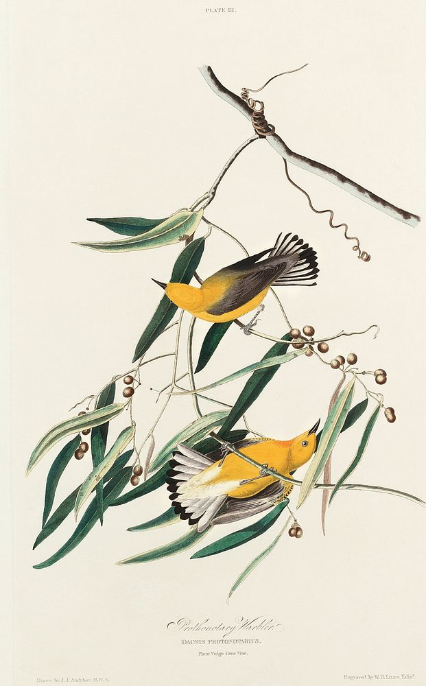 Prothonotary Warbler from Birds of America (1827) by John James Audubon, etched by William Home Lizars. Original from…