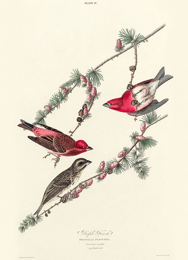 Purple Finch from Birds of America (1827) by John James Audubon, etched by William Home Lizars. Original from University of…