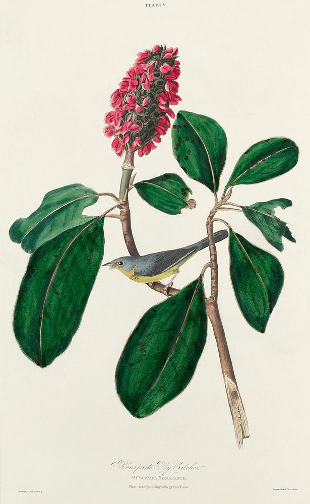 Bonaparte's Flycatcher from Birds of America (1827) by John James Audubon, etched by William Home Lizars. Original from…