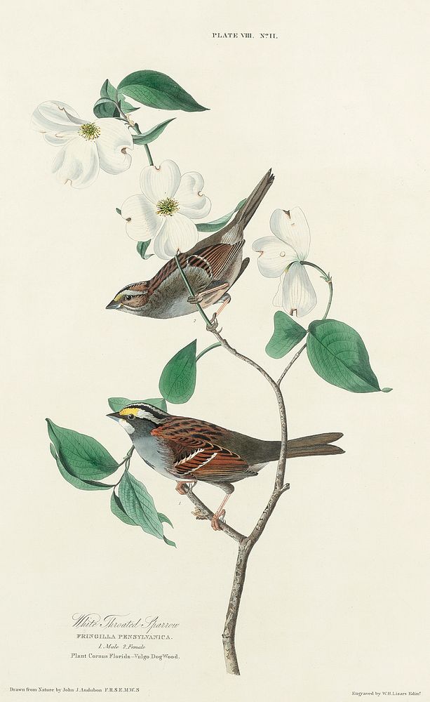 White throated Sparrow from Birds of America (1827) by John James Audubon, etched by William Home Lizars. Original from…