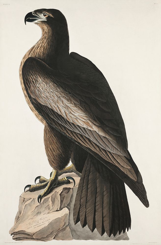 The Bird of Washington or Great American Sea Eagle from Birds of America (1827) by John James Audubon, etched by William…