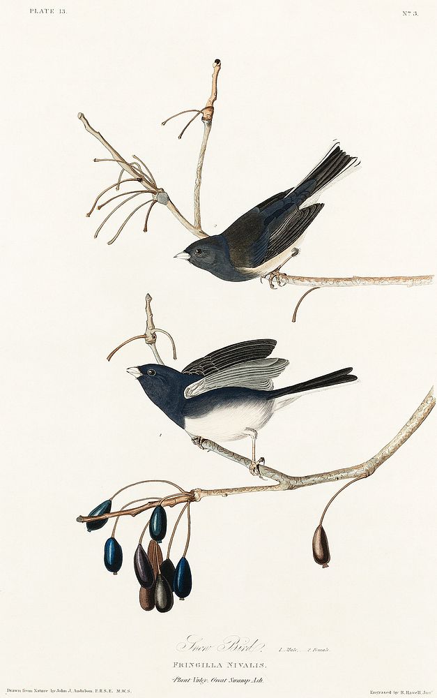 Snow Bird from Birds of America (1827) by John James Audubon, etched by William Home Lizars. Original from University of…