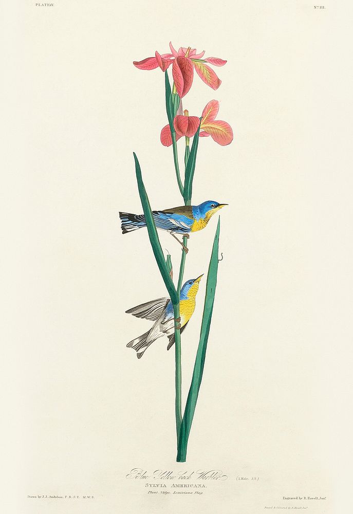 Blue Yellow back Warbler from Birds of America (1827) by John James Audubon, etched by William Home Lizars. Original from…