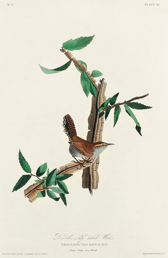Bewick's Wren from Birds of America (1827) by John James Audubon, etched by William Home Lizars. Original from University of…