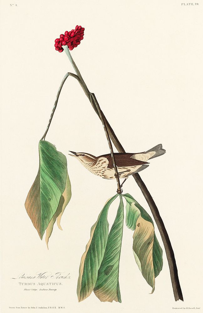 Louisiana Water Thrush from Birds of America (1827) by John James Audubon, etched by William Home Lizars. Original from…