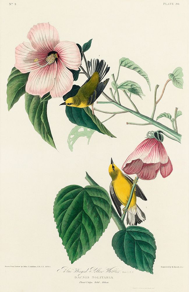 Blue-winged Yellow Warbler from Birds of America (1827) by John James Audubon, etched by William Home Lizars. Original from…