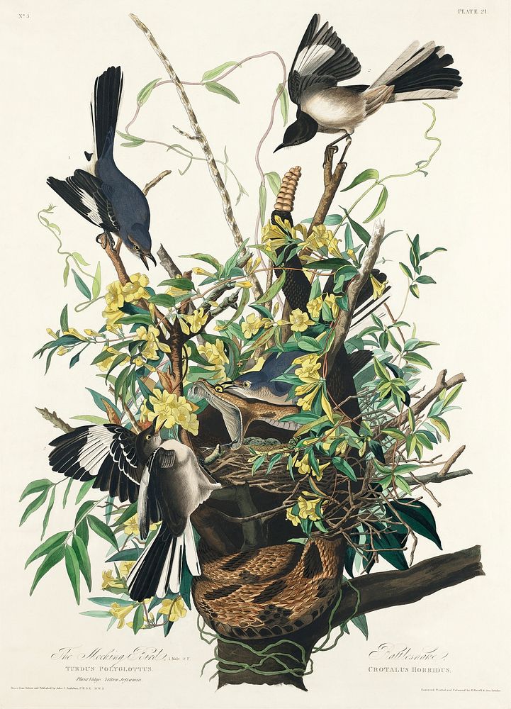 Mocking Bird from Birds of America (1827) by John James Audubon, etched by William Home Lizars. Original from University of…