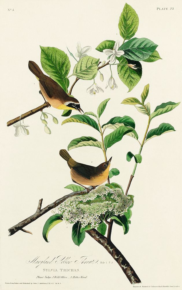 Yellow-breasted Warbler from Birds of America (1827) by John James Audubon, etched by William Home Lizars. Original from…