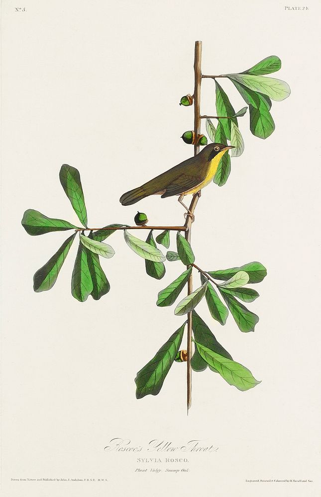 Roscoe's Yellow-throat from Birds of America (1827) by John James Audubon, etched by William Home Lizars. Original from…
