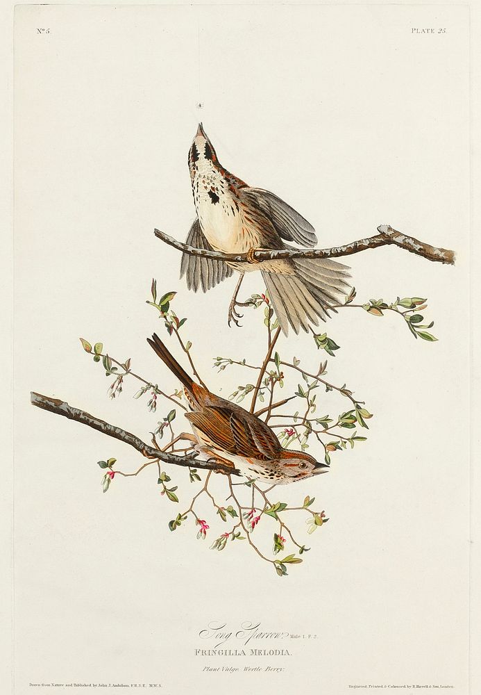 Song Sparrow from Birds of America (1827) by John James Audubon, etched by William Home Lizars. Original from University of…