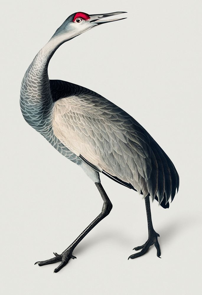Vintage Illustration of Hooping Crane