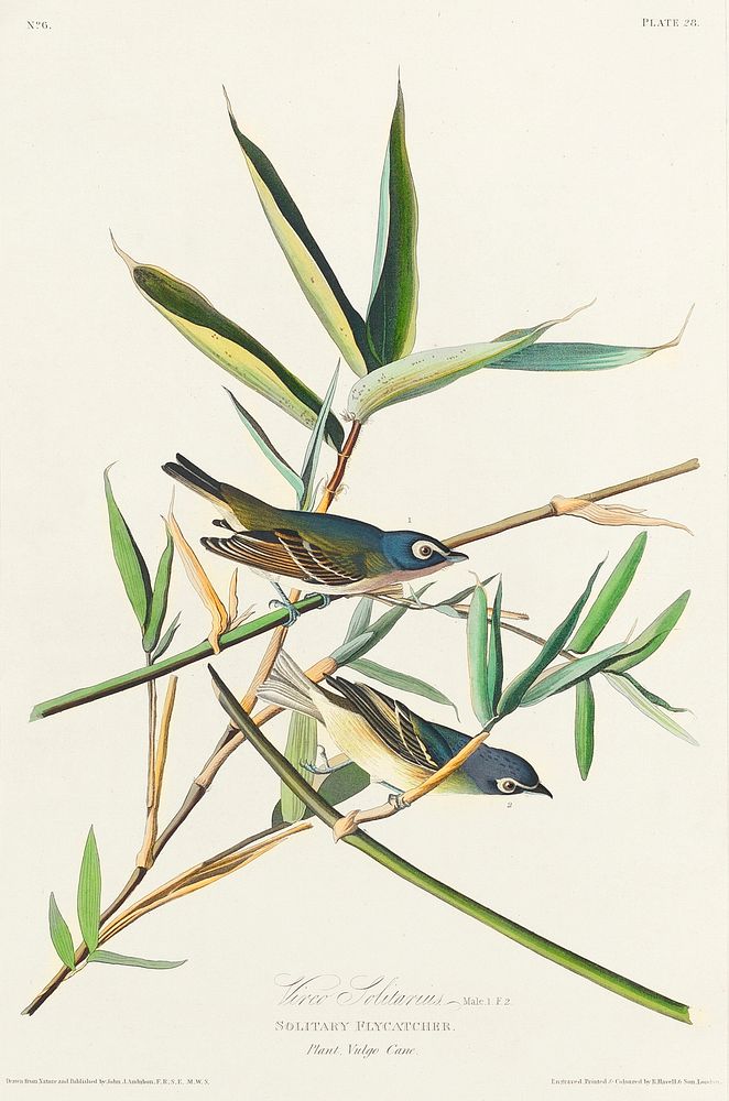 Vireo Solitarius from Birds of America (1827) by John James Audubon, etched by William Home Lizars. Original from University…