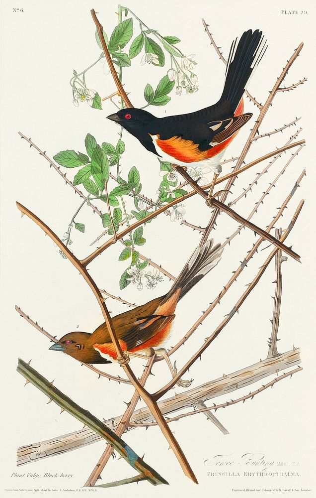 Towee Bunting from Birds of America (1827) by John James Audubon, etched by William Home Lizars. Original from University of…